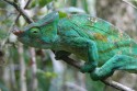 Go to big photo: Parson Chameleon - Madagascar