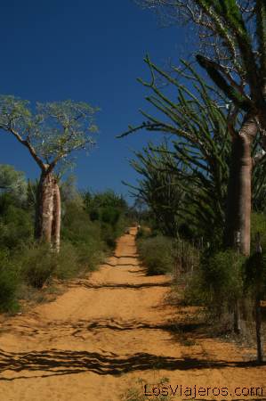 Bosque espinoso - Ifaty - Madagascar