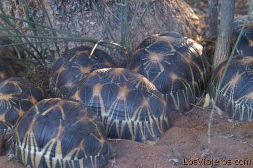Tortoise -Ifaty- Madagascar
Tortugas - Ifaty - Madagascar