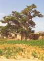Ampliar Foto: Baobad en el poblado de Shanga - Pais Dogon - Mali