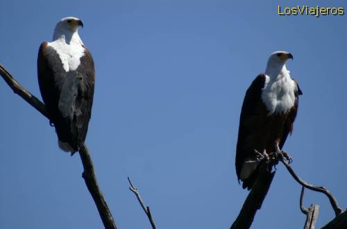 Águilas pescadoras en parque Chobe Bostwana - Namibia