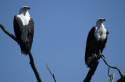 Águilas pescadoras en parque Chobe Bostwana - Namibia