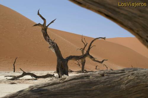 Arboles muertos en desierto de namib - Namibia