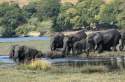 Manada de elefantes en parque chobe Bostwana - Namibia