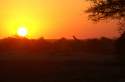Sunset on Ethosa Park - Namibia