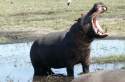 Hipopótamo en parque Chobe Bostwana - Namibia