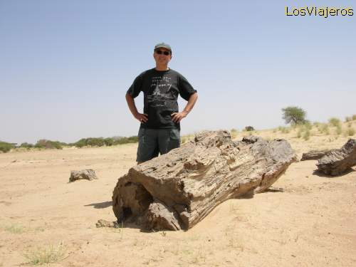 Arbol fosilizado cerca de Abalak - Niger