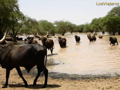 Bororo tribe livestock - Niger
Rebaño de los Bororo - Niger