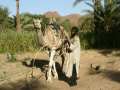 Sacando agua con un camello - Timia - Niger