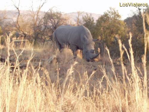 Real big rhinoceros at Pilanesberg reserve - South Africa
Enorme rinoceronte en la reserva de Pilanesberg - Sud Africa