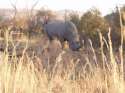 Enorme rinoceronte en la reserva de Pilanesberg
Real big rhinoceros at Pilanesberg reserve