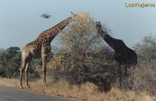 Parque Kruger, jirafas comiendo flores de acacia - Africa del Sur - Sud Africa