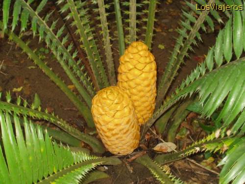 Some kind of pineapple, surely not eatable - South Africa
Tipo de pina, no creo que comestible - Sud Africa