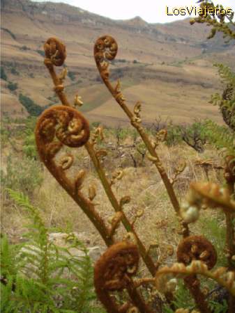 Helechos arborescente retoñando en primavera - Sudáfrica - Sud Africa
