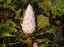 Go to big photo: Protea´s bud, the South Africa’s national flower