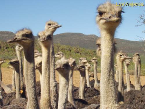 Oudtshorn, the town for ostriches - South Africa
Oudsthorn, la ciudad de las avestruces - Sudafrica - Sud Africa