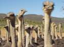 Oudtshorn, the town for ostriches - South Africa