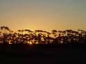 Sunset  back of the trees - South Africa
Atardecer tras los arboles - Sud Africa