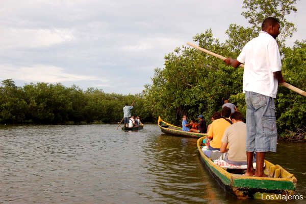 Mangrove swamp in the Boquilla - Colombia
Manglares en La Boquilla - Cartagena - Colombia