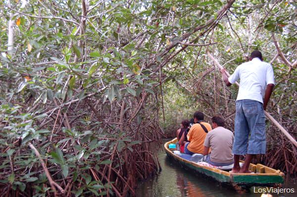 Mangrove swamp in the Boquilla - Colombia
Manglares en La Boquilla - Cartagena de Indias - Colombia