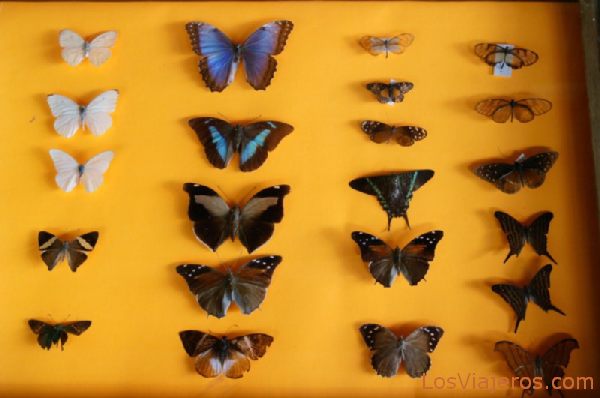 Colección de Mariposas - Costa Rica
