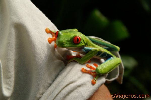 Red eyes frog -Agalychnis callidryas- Arenal Volcano - Costa Rica
Rana de ojos rojos -Agalychnis callidryas- Faldas del Volcan Arenal - Costa Rica