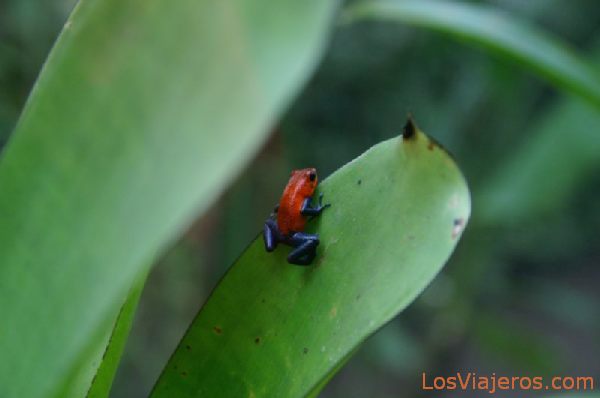 Strawberry Poison-dart frog -Dendrobates pumilio- Costa Rica
Rana flecha roja y azul -Dendrobates pumilio- Costa Rica