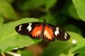 Mariposa naranja, negra y amarilla - Arenal - Costa Rica
