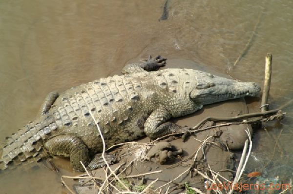 Crocodiles in Tarcoles River - Costa Rica
Cocodrilos bajo el puente del rio Tárcoles - Costa Rica