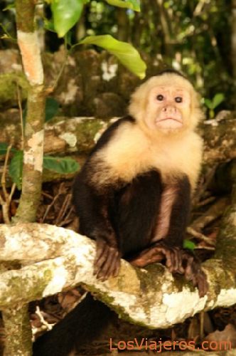 White Face Monkey - Costa Rica
Mono de cara blanca - Costa Rica