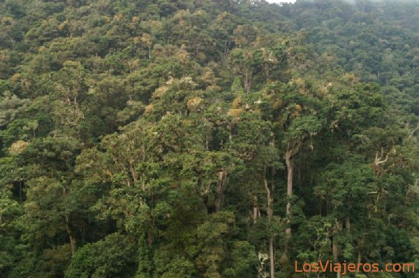 Bosque Nublado - Costa Rica