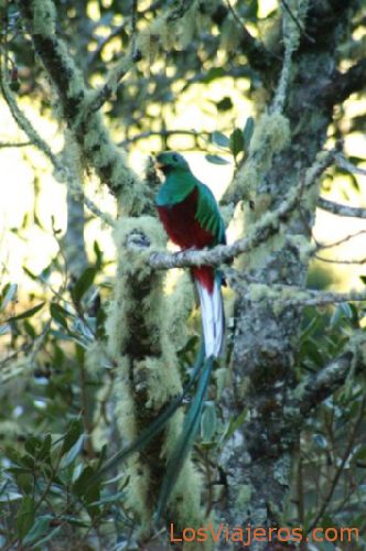 Pajaros Quetzal - Costa Rica