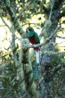 The Quetzal is an important bird in Central America  It does