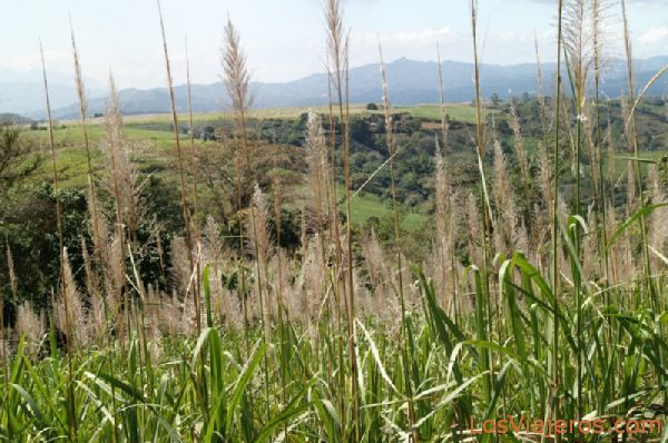 Caña de azucar en el Valle Central - Costa Rica