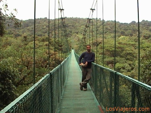 Monteverde - puentes elevados sobre el bosque - Costa Rica