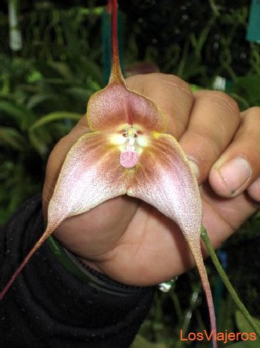 Orquídea Drácula - Boquete - Panama