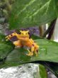 Go to big photo: Golden frog - El Valle de Antón