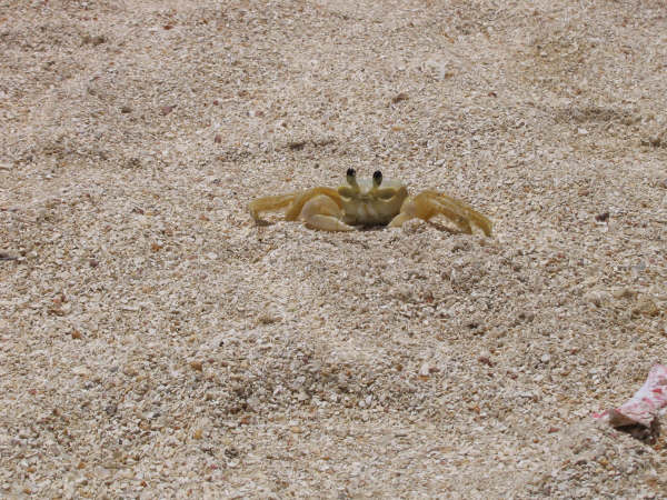 Crab in the beach - Venezuela
Jaiba en la playa - Venezuela
