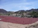 Go to big photo: Drying peppers in Cachi.