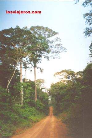 Bolivian Amazon forest
Selva Amazonica Boliviana