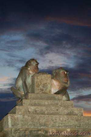 Monkeys at Ulu Watu Temple -Bali- Indonesia
Monos en el templo Ulu Watu -Bali- Indonesia