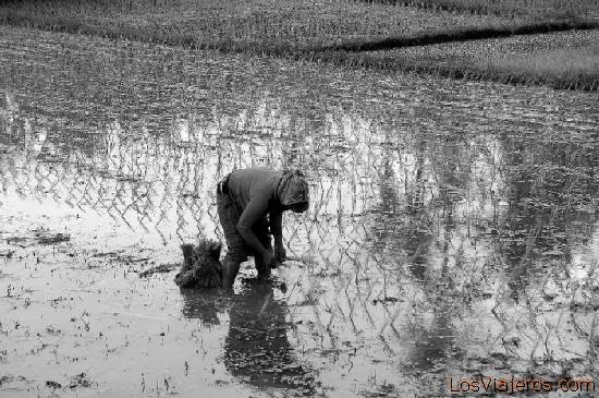 Rice fields-Bali- Indonesia
Recogiendo arroz Tanah Lot -Bali- Indonesia