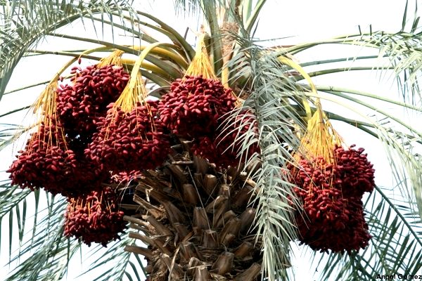 Palm tree full of dates ready for harvest - Israel
Palmera repleta de dátiles listos para la recolección - Israel