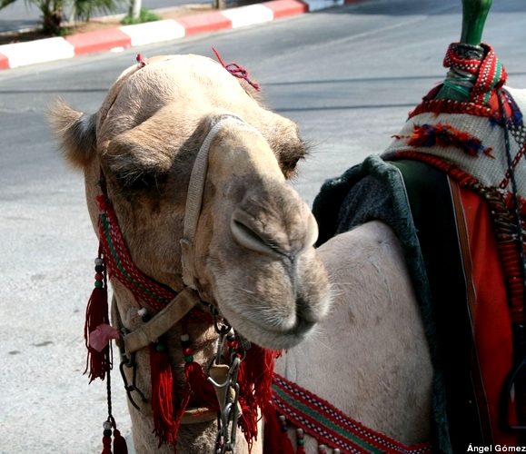 Camel - Israel
Camello - Israel