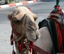 Ir a Foto: Camello 
Go to Photo: Camel