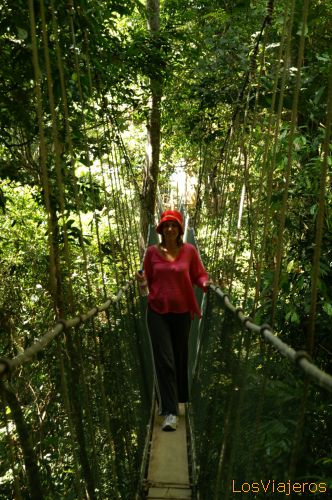 Canopy  Walk, paseo por la copa de los árboles - Sabah - Malasia