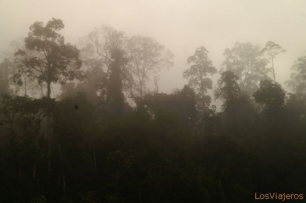 Selva cubierta por la niebla Kinabatangan - Sabah - Malasia