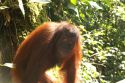 Ampliar Foto: Orangután el centro de rehabilitación de Sepilok - Sabah - Malasia