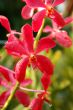 Go to big photo: Orchids Park -Lake Gardens- Kuala Lumpur -Malaysia
