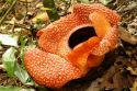 Rafflesia, the biggest flower of the world  This flower has 